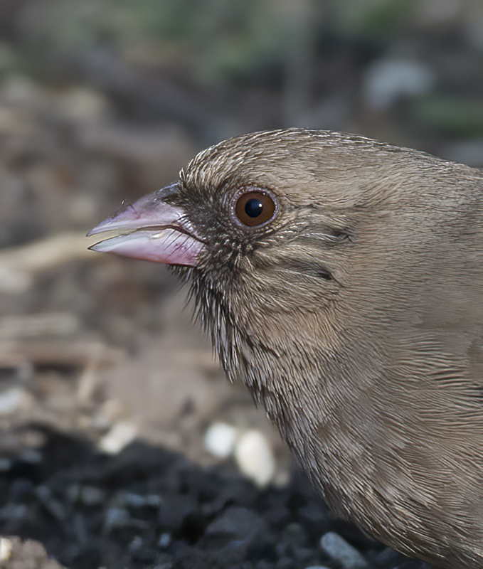 Aberts_Towhee_15_AZ_003