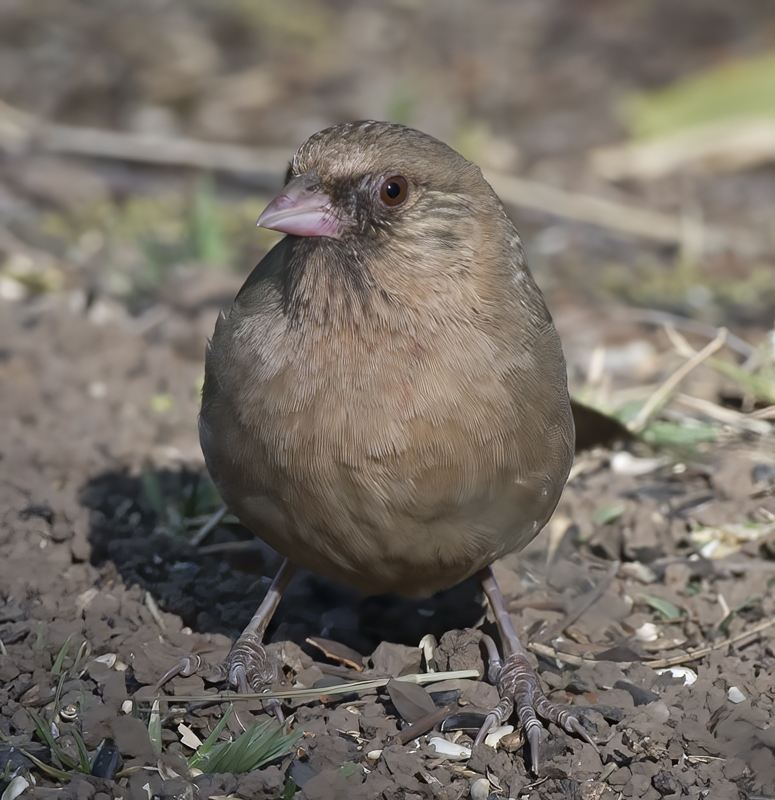 Aberts_Towhee_15_AZ_009