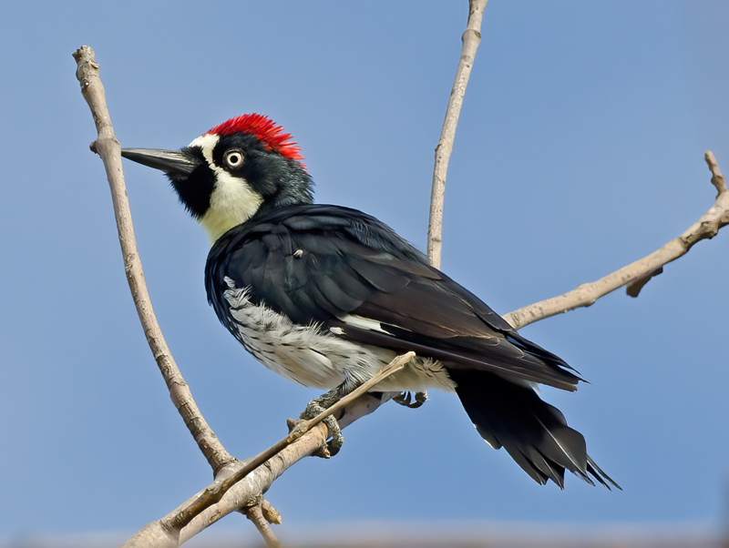 Acorn_Woodpecker_11_CA_012