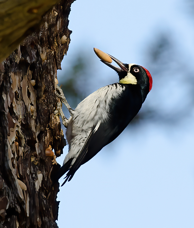 Acorn_Woodpecker_11_CA_039