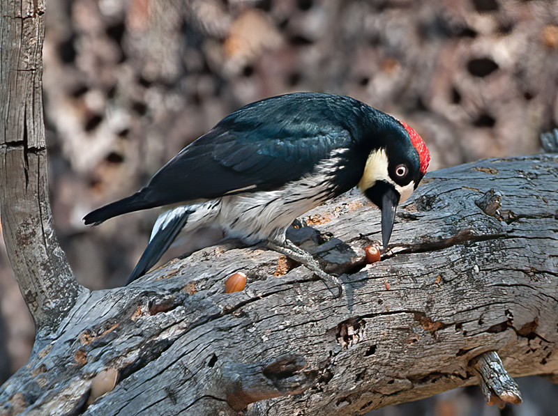 Acorn_Woodpecker_11_CA_051