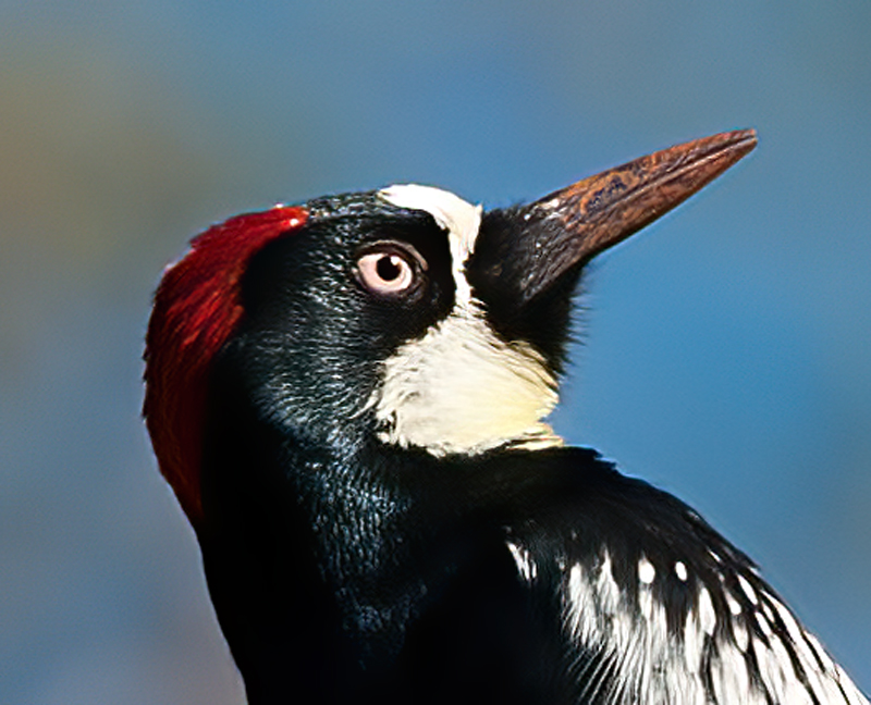 Acorn_Woodpecker_11_CA_062