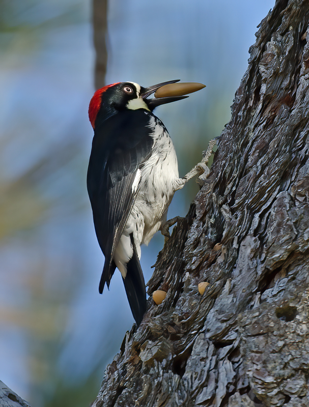 Acorn_Woodpecker_11_CA_080