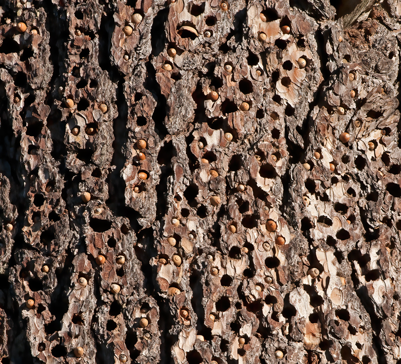 Acorn_Woodpecker_11_CA_081