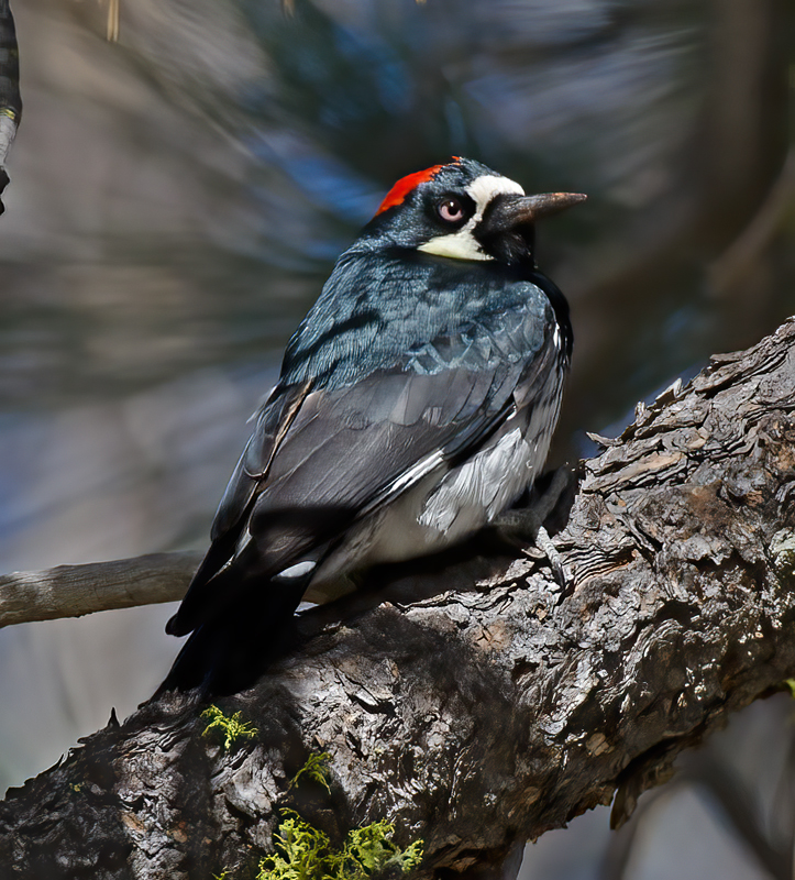 Acorn_Woodpecker_14_CA_004