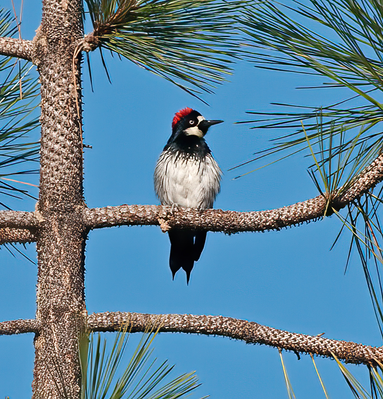 Acorn_Woodpecker_14_CA_008