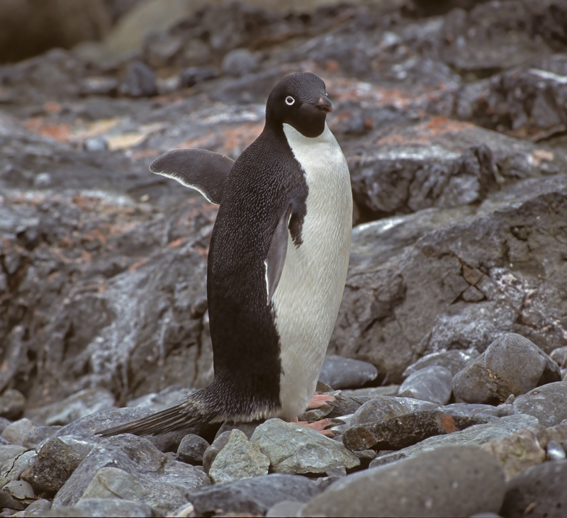 Adelie_Penguin_98_Antarctica_010