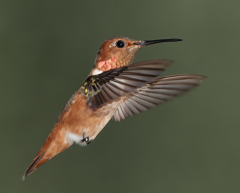 Allens_Hummingbird_14_CA_416