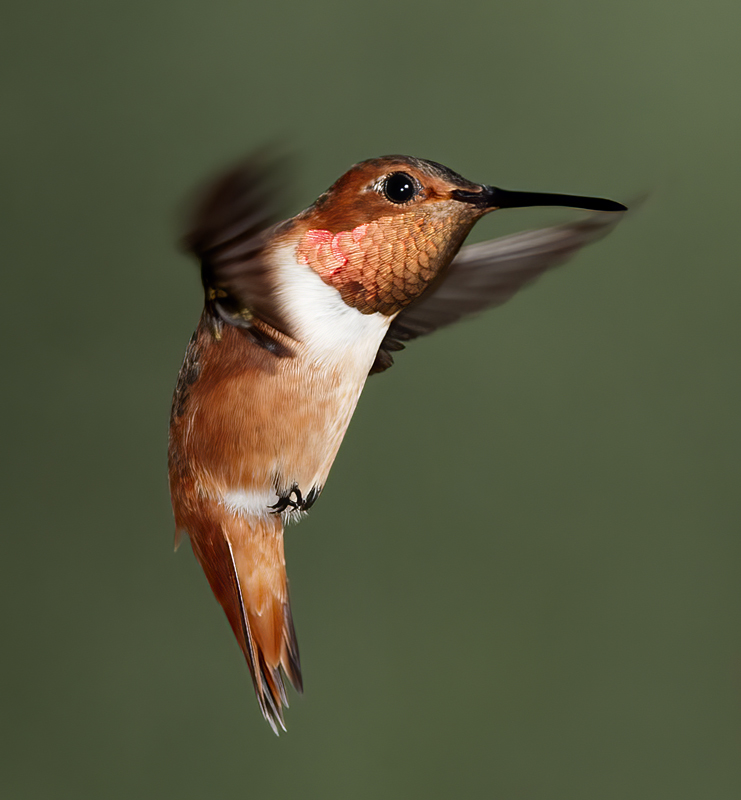 Allens_Hummingbird_14_CA_421