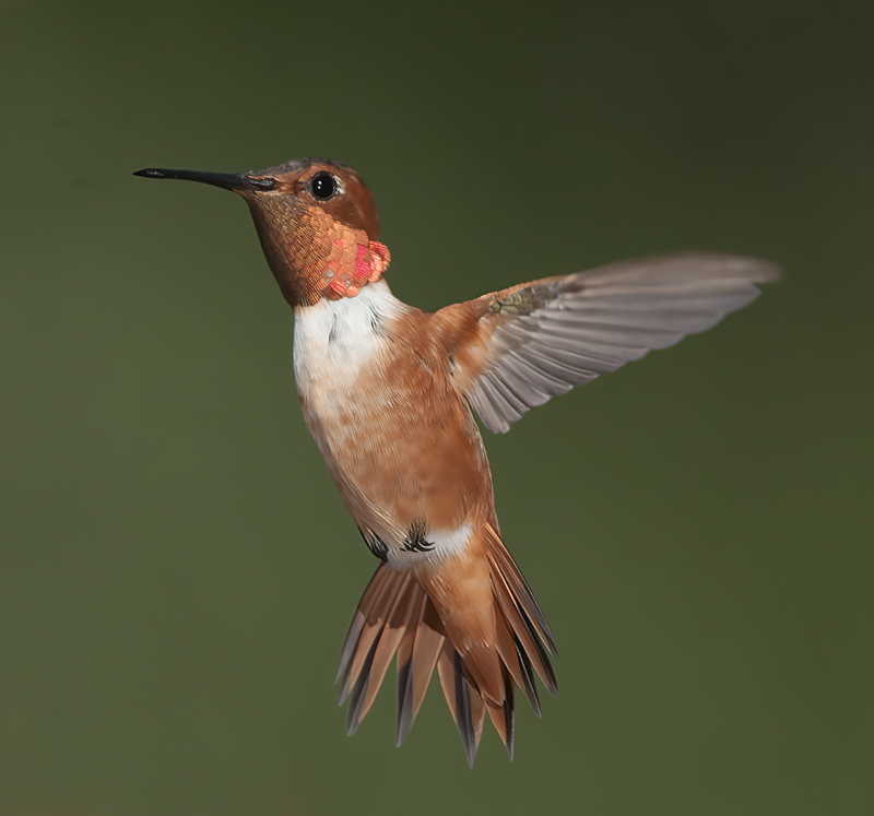Allens_Hummingbird_14_CA_451