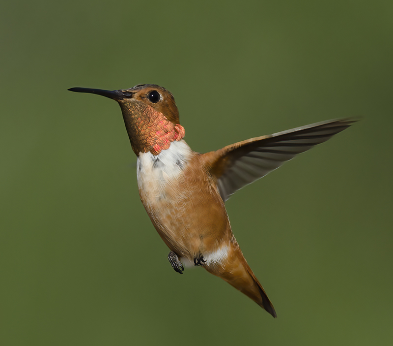 Allens_Hummingbird_14_CA_525