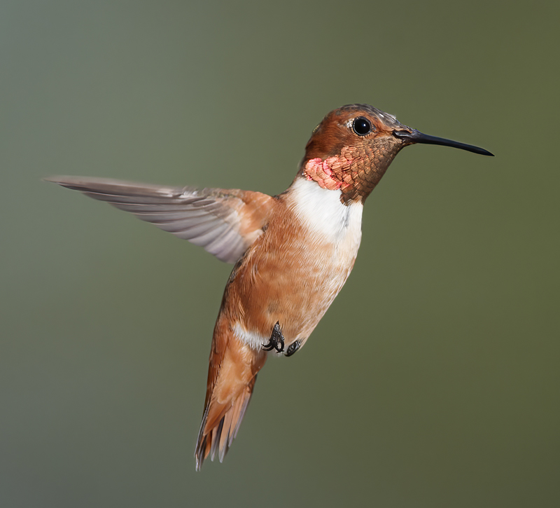 Allens_Hummingbird_14_CA_529