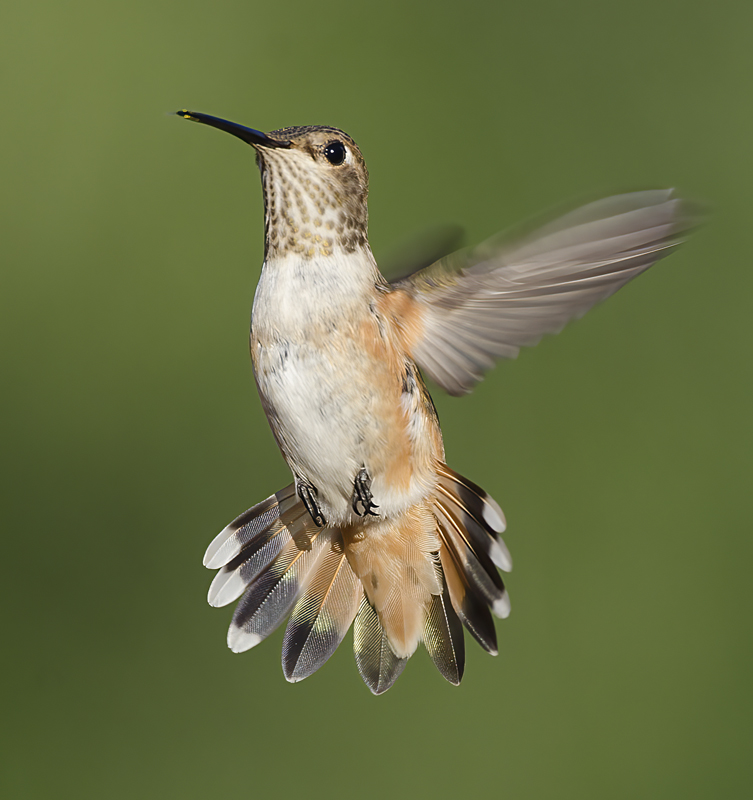 Allens_Hummingbird_14_CA_599