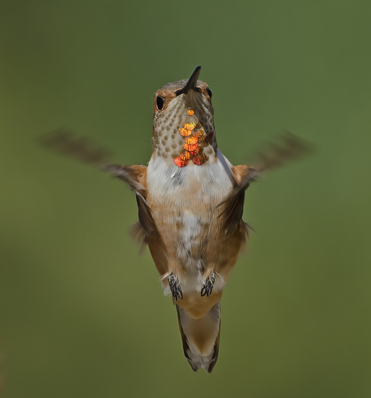 Allens_Hummingbird_14_CA_658a