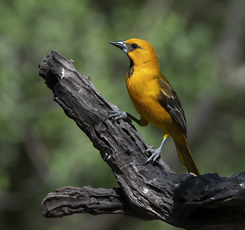 Altamira_Oriole_19_TX_001