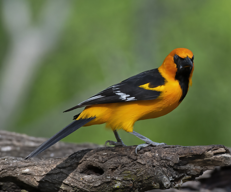 Altamira_Oriole_19_TX_033