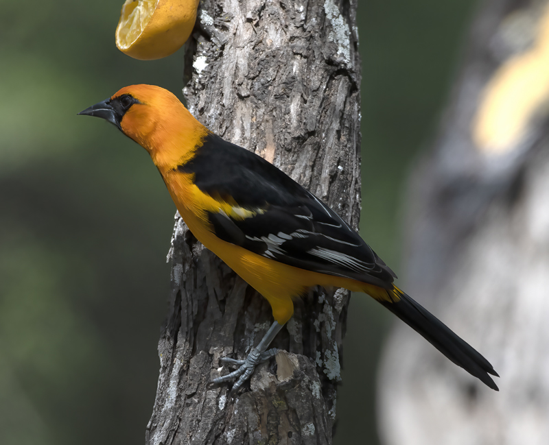 Altamira_Oriole_19_TX_060