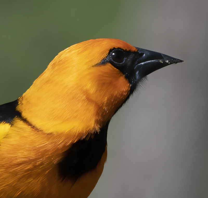 Altamira_Oriole_19_TX_064
