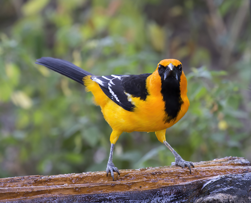 Altamira_Oriole_TX_18_011