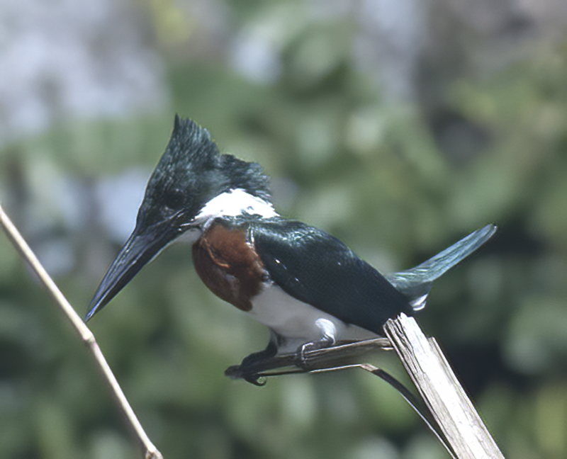 Amazon_Kingfisher_17_Costa_Rica_032