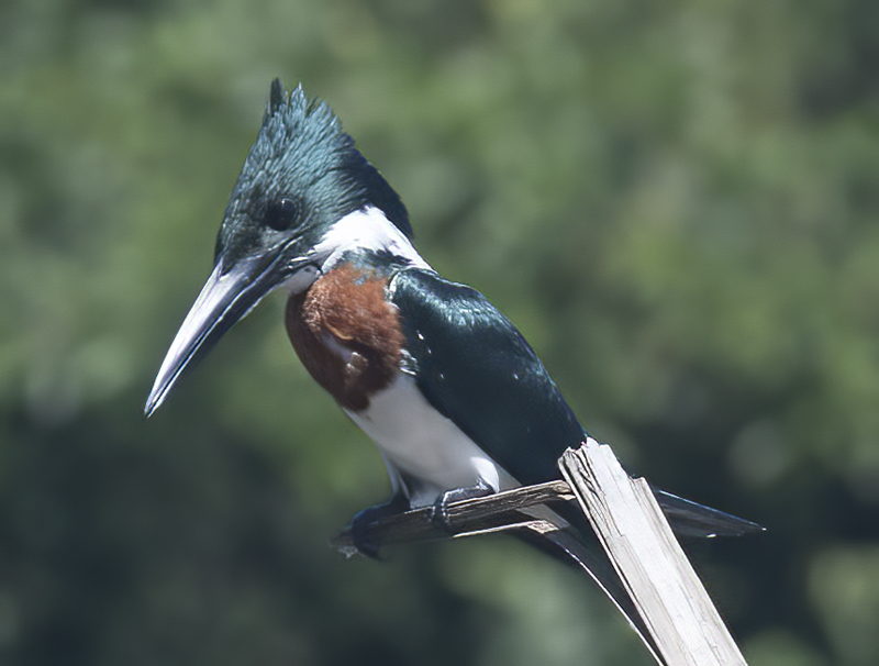 Amazon_Kingfisher_17_Costa_Rica_044