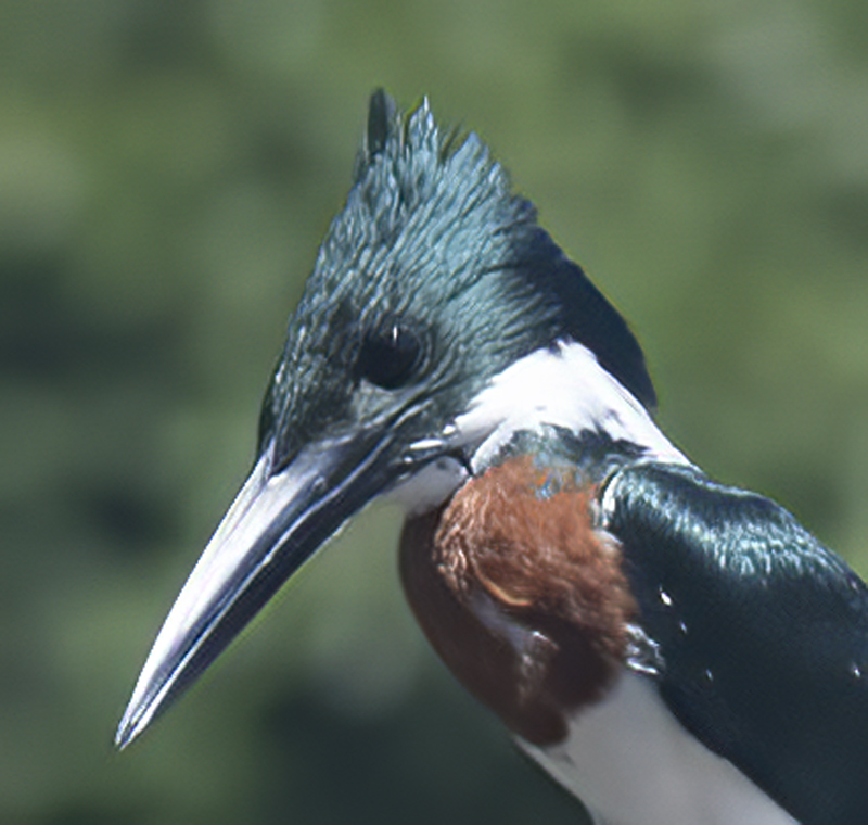 Amazon_Kingfisher_17_Costa_Rica_045