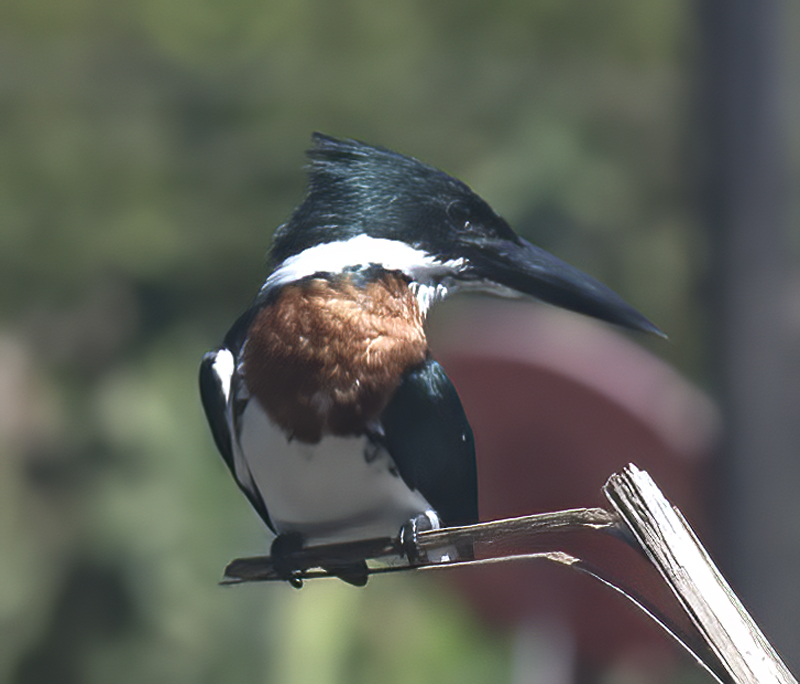 Amazon_Kingfisher_17_Costa_Rica_051