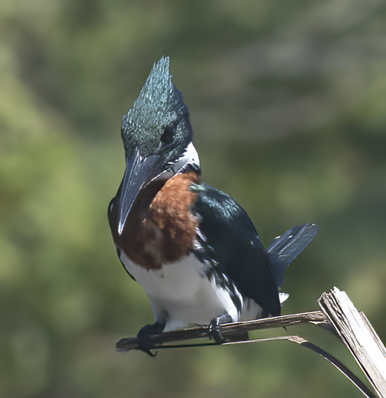 Amazon_Kingfisher_17_Costa_Rica_052