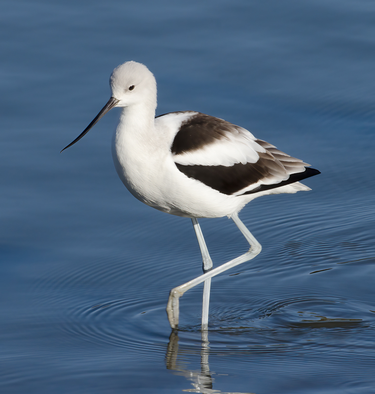 American_Avocet_10_FL_037