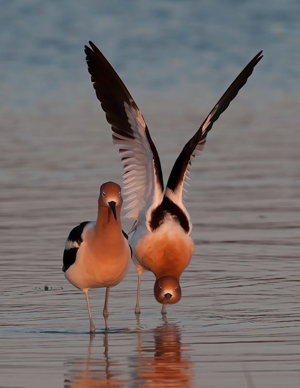 American_Avocet_10_FL_096