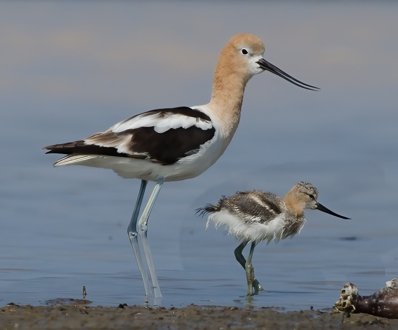 American_Avocet_11_FL_092