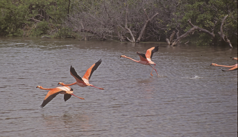 American_Flamingo_97_Galapagos_002