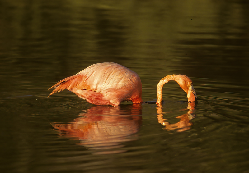 American_Flamingo_97_Galapagos_010