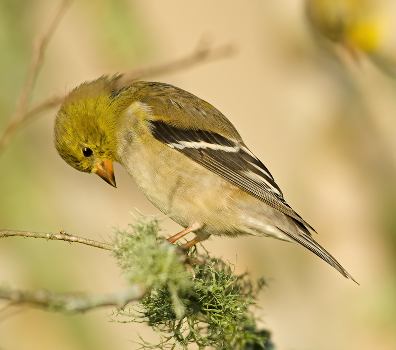 American_Goldfinch_12_FL_025
