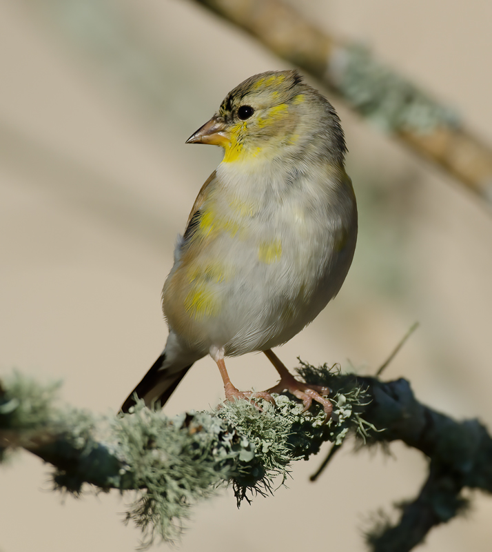 American_Goldfinch_12_FL_061