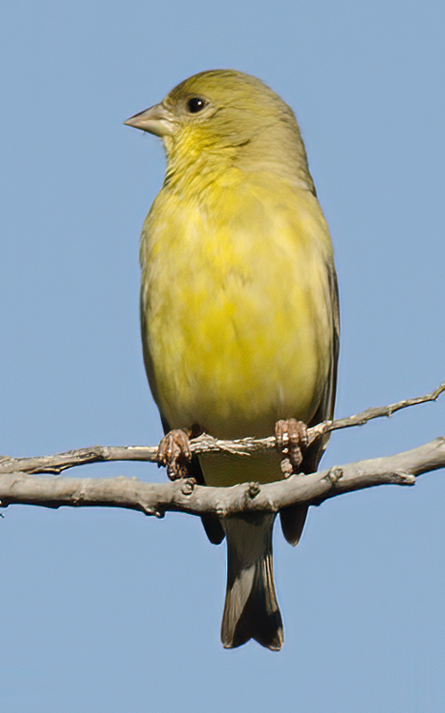 American_Goldfinch_14_CA_005