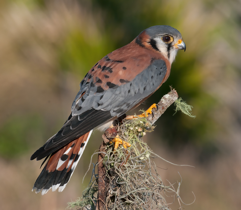 American_Kestrel_09_FL_002