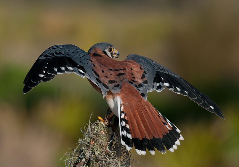 American_Kestrel_09_FL_009