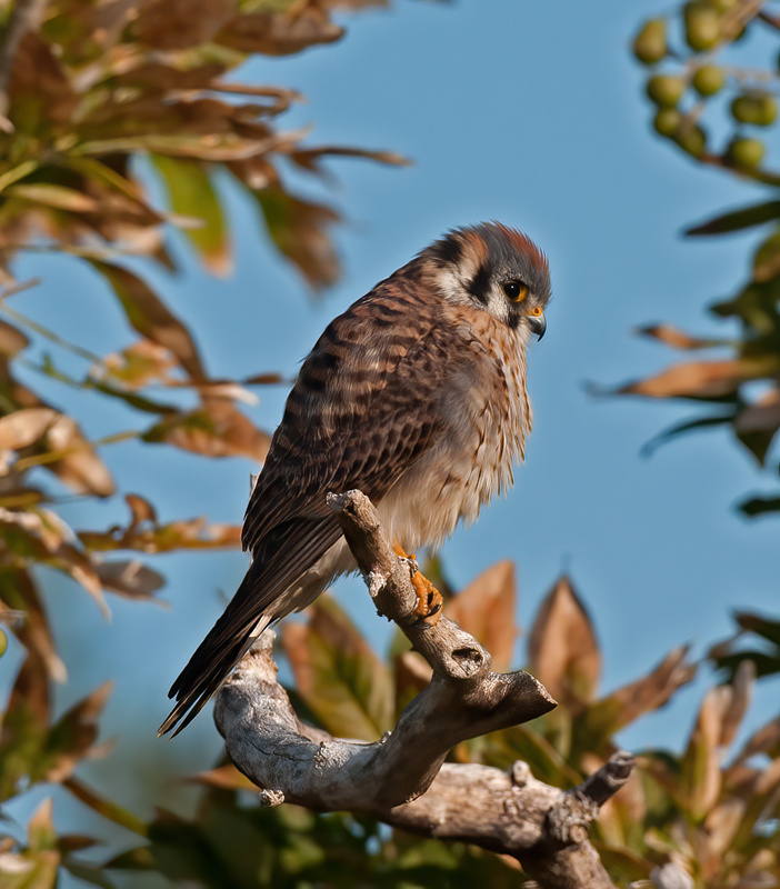 American_Kestrel_10_FL_006