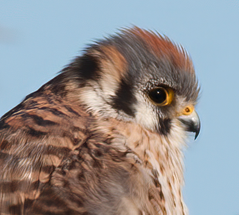 American_Kestrel_10_FL_008