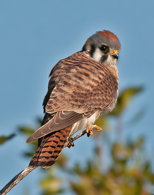 American_Kestrel_10_FL_016
