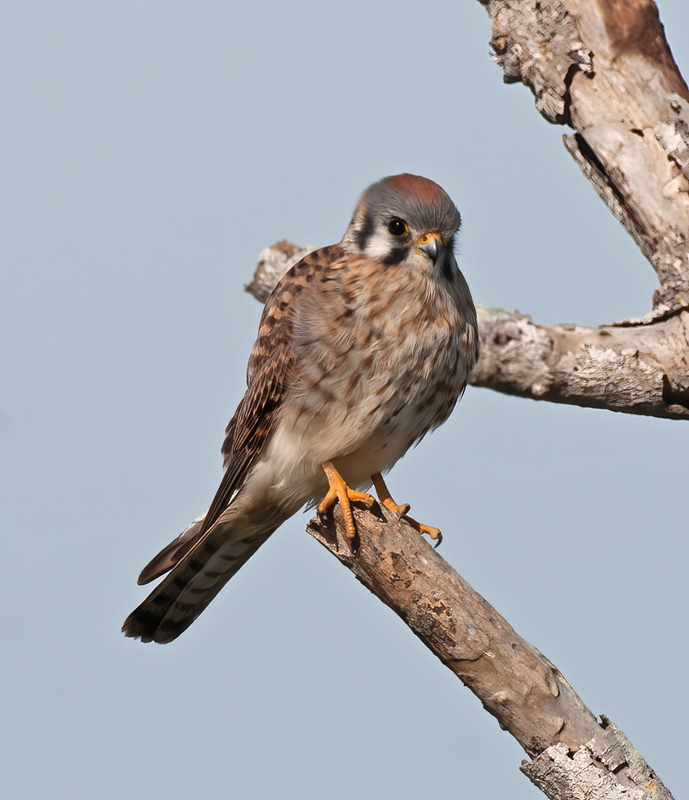 American_Kestrel_10_FL_019