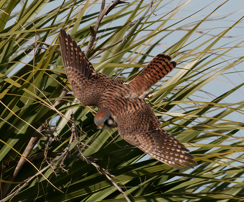 American_Kestrel_10_FL_031