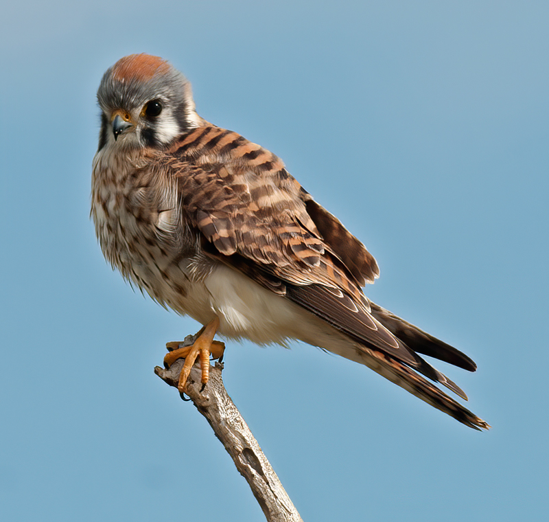 American_Kestrel_10_FL_046