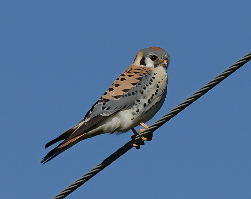 American_Kestrel_13_CA_005