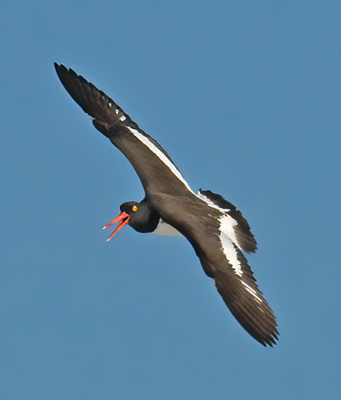 American_Oystercatcher_08_FL_004