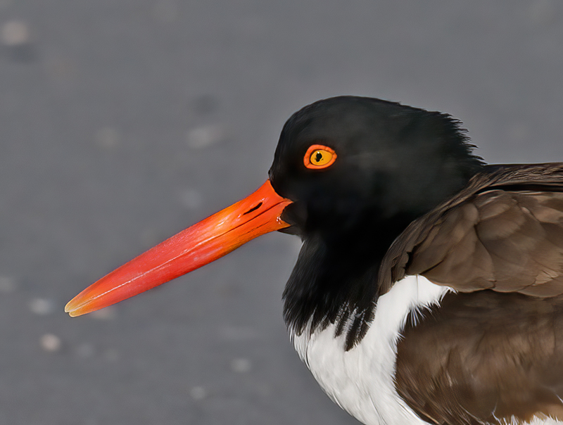 American_Oystercatcher_08_FL_039
