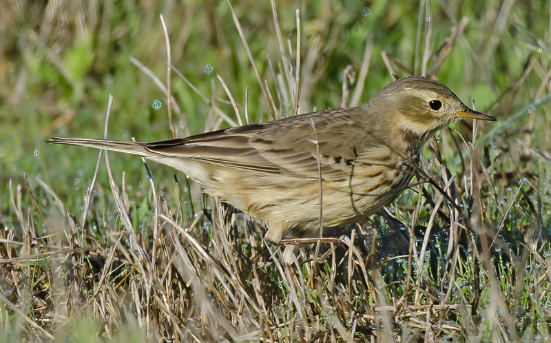 American_Pipit_11_CA_021