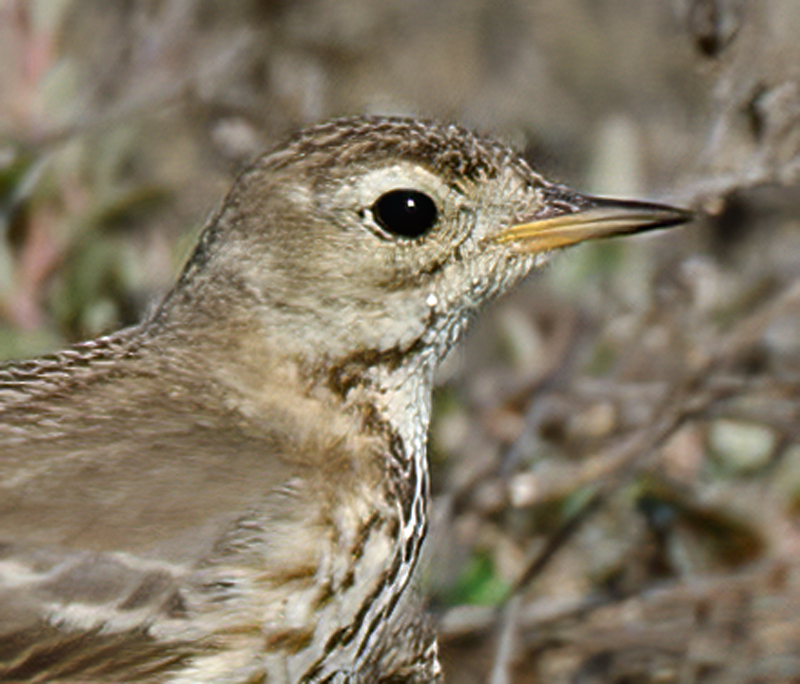 American_Pipit_14_CA_003