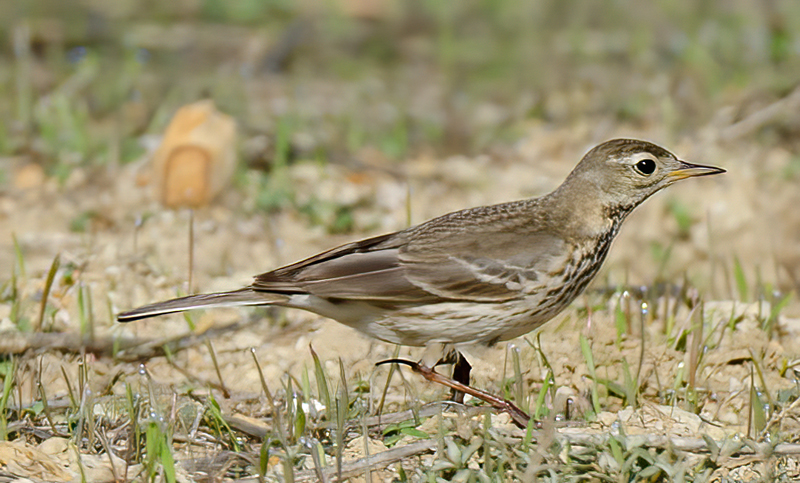 American_Pipit_14_CA_005